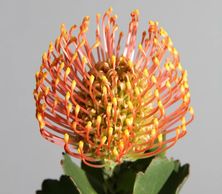 protea tropical flowers
Flower District NYC Wholesale Flowers Flower Supply Flower Market NYC