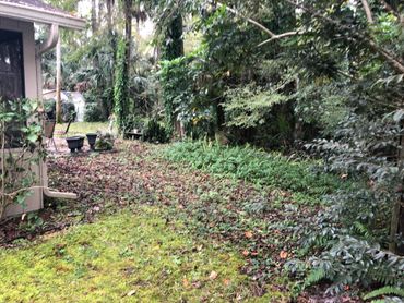 yard with excessive overgrowth and lack of curb appeal