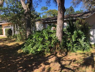 overgrown bush around a tree covering an entire front of a house