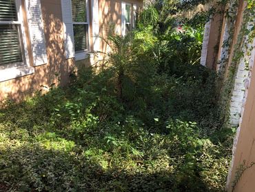 yard with overgrowth and excessive brush