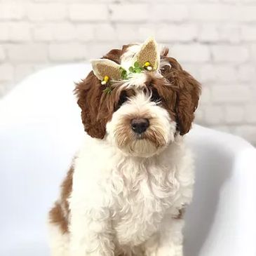 parti australian labradoodle