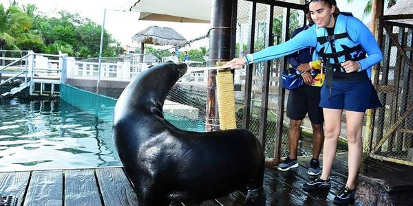 Animal training using power of positive training with sea lions.