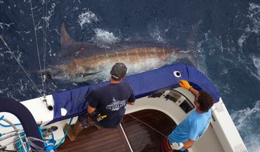 giant marquises blue marlin, tagged and ready for release