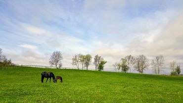 mare and foal grazing