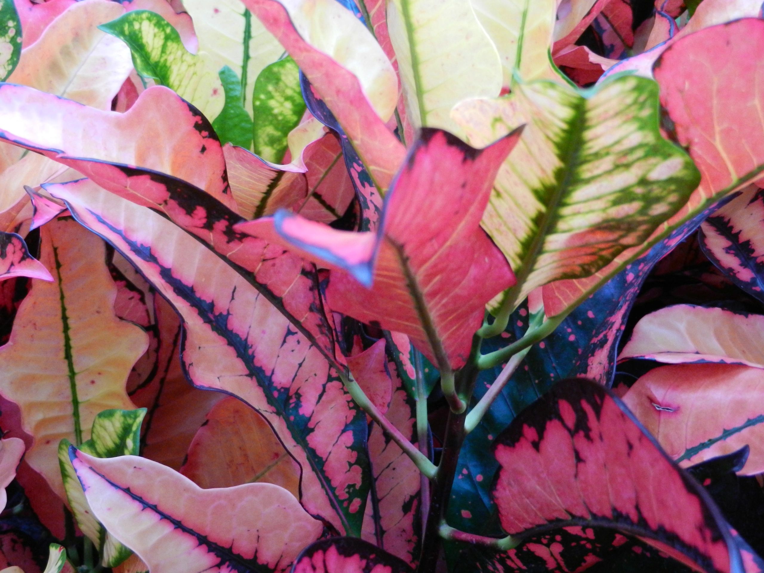 Croton Hardiness Peters Croton Nursery