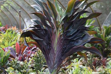 A tall dark leafed plant
