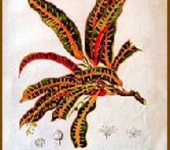 A drawing of a croton plant with red and green leaves