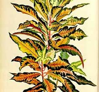 A croton plant with multicolored leaves