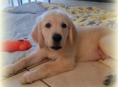 Puppy Training Florida - South Florida's favorite puppy trainer!  Lorraine J Smith, CDT Heel 2 Heal