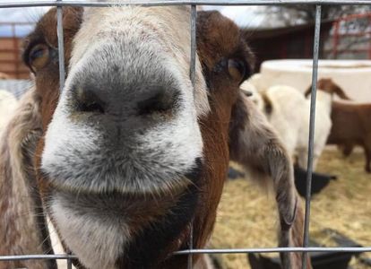 Meet Mama Goat . She has been with us for 2 years and loves a good scratch. This lady cantwait to go