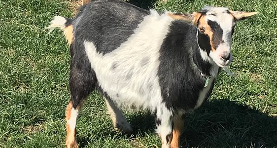 Nigerian dwarf doe Whinnie