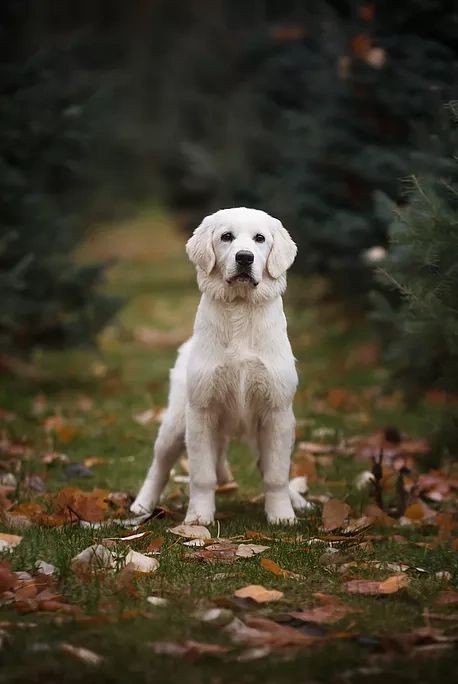 european cream golden retriever