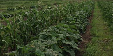 YYC, LOCAL FOOD, PRODUCE ONLINE, WALKERS OWN PRODUCE, SO FRESH PRODUCE, FORK IN THE ROWED FARM