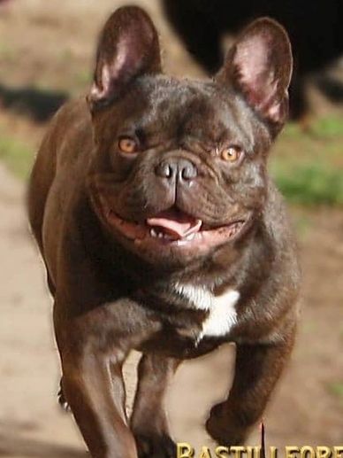 Star Il Dago Ungherese, sire of CLilac Haze Bendrix, bred by Bastile-O Kennel.