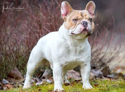 Ch. Lilac Haze Bendrix; OFA Certified Excellent Hips, AKC/ABKC/AMA Registered French Bulldog Stud