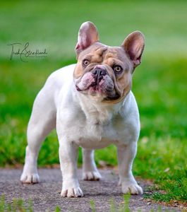 Ch. Lilac Haze Bendrix; OFA Certified Excellent Hips, AKC/ABKC/AMA Registered French Bulldog Stud