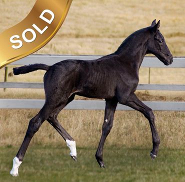 Everton Christian Grey
Christ x Clayschool