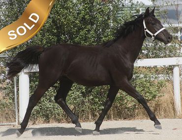 Everton Churchill
Capone x Everton Grand Edition