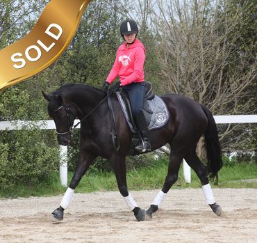 Everton Dior
Don Duchovny x Briarfield Court