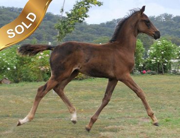 Everton De Lite
De Niro x Clayschool
Hanoverian Foal of the Year