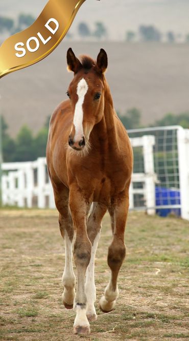 Everton Fiderschoen
Fiderfurst x Everton Grand Edition