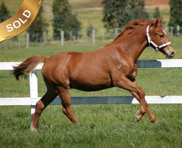 Everton Fahrenheit
Farewell III x Everton Charisma