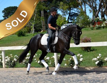 Everton Fonteyne
Floriscount x Everton Grand Edition