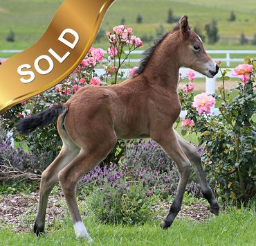 Everton Nostalgia
Hilkens Nougat Cream x Everton Felicity