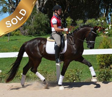 Everton Sanario
San Amour x Everton Rosaria