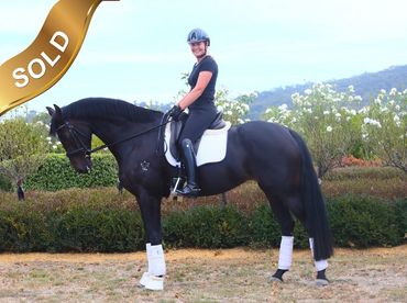 Everton Zuperzonik
Glocks Zonik x Everton Rosaria