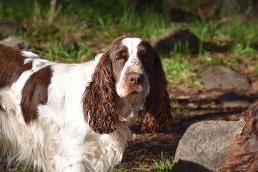 Tri-colored purebred English Springer Spaniel puppy for sale.
