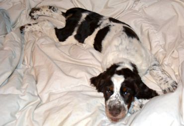 Tri-colored purebred English Springer Spaniel puppy for sale.