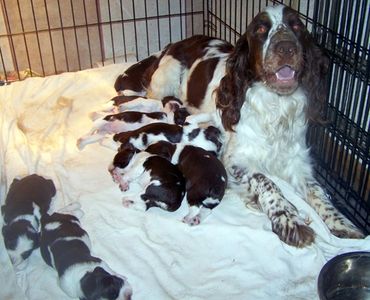Tri-colored purebred English Springer Spaniel puppy for sale.