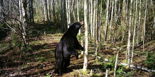 Washington State Bear Hunting