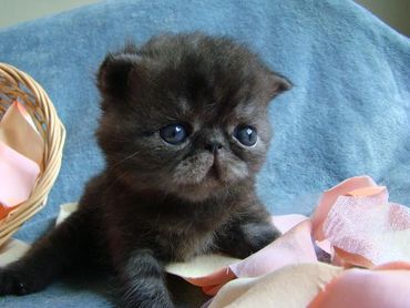 Exotic Shorthair Kitten, Shorthair Exotic Kitten, Exotic Shorthair Persian