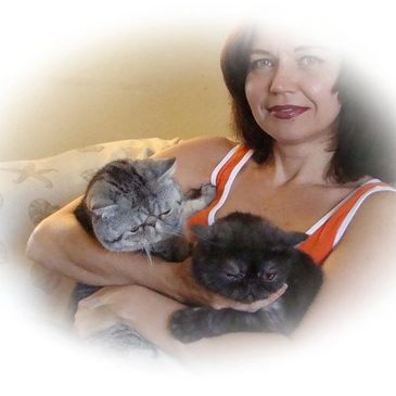 Exotic Shorthair Breeder in PA