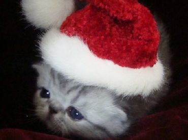 Exotic Shorthair Kitten, Shorthair Exotic Kitten, Exotic Shorthair Persian