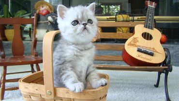 Exotic Shorthair Kitten, Shorthair Exotic Kitten, Exotic Shorthair Persian