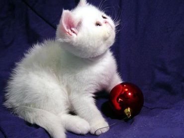 Exotic Shorthair Kitten, Shorthair Exotic Kitten, Exotic Shorthair Persian