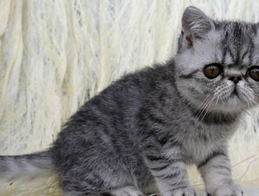 Exotic Shorthair Kitten, Shorthair Exotic Kitten, Exotic Shorthair Persian