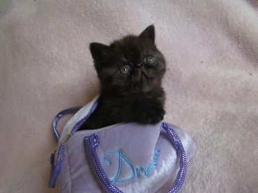 Exotic Shorthair Kitten, Shorthair Exotic Kitten, Exotic Shorthair Persian