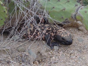 Gila Monster