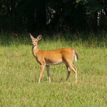 Single deer standing in field. 