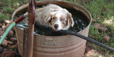 "We were looking for a special buddy for our deaf Mini Aussie, Skye.
We had lost our long time frien