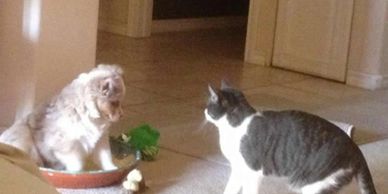 Puppy and Cat play