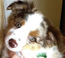 Buying a puppy from the Internet is a scary task and horror stories of buying unhealthy puppies abou