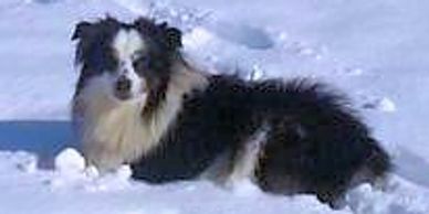 Miniature American Shepherd from Rocking 2R Kennel playing in snow