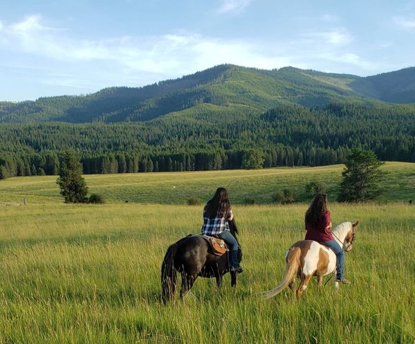 Black Gypsy vanner in the Mountains