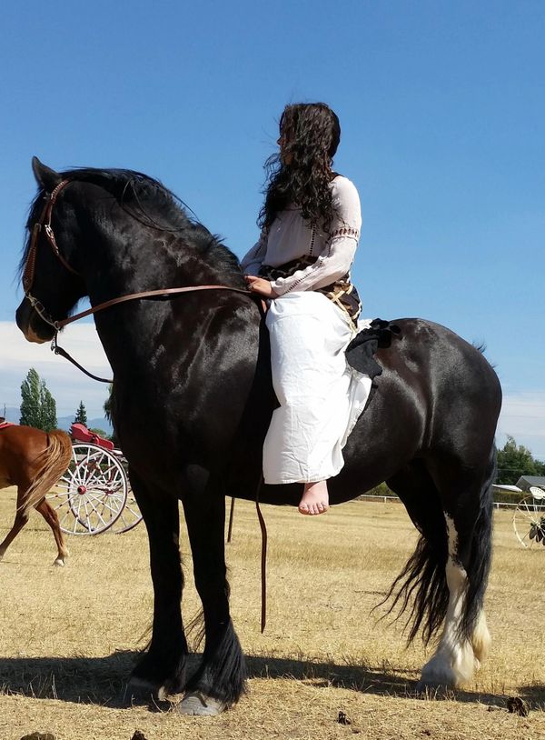 Black Gypsy Vanner horse