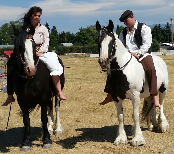Black Gypsy vanner horse Renaissance